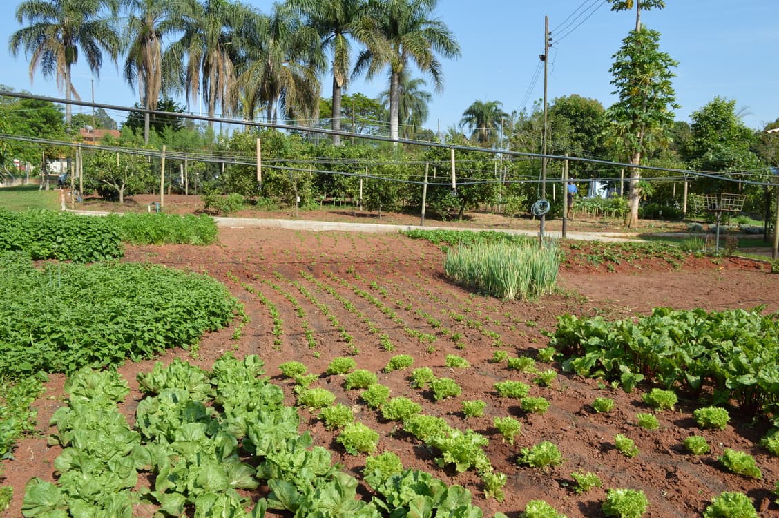 Canteiros de hortaliças plantados na terra vermelha da chácara, com palmeiras ao fundo.