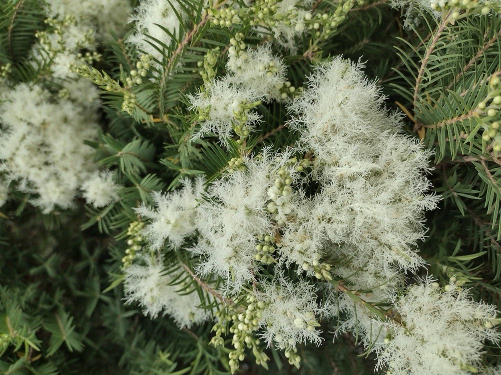 Flores brancas e felpudas da melaleuca, em cachos, entre as folhas finas da planta