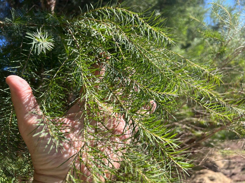Mão segurando um ramo de melaleuca, mostrando as folhas finas e alongadas em forma de agulha