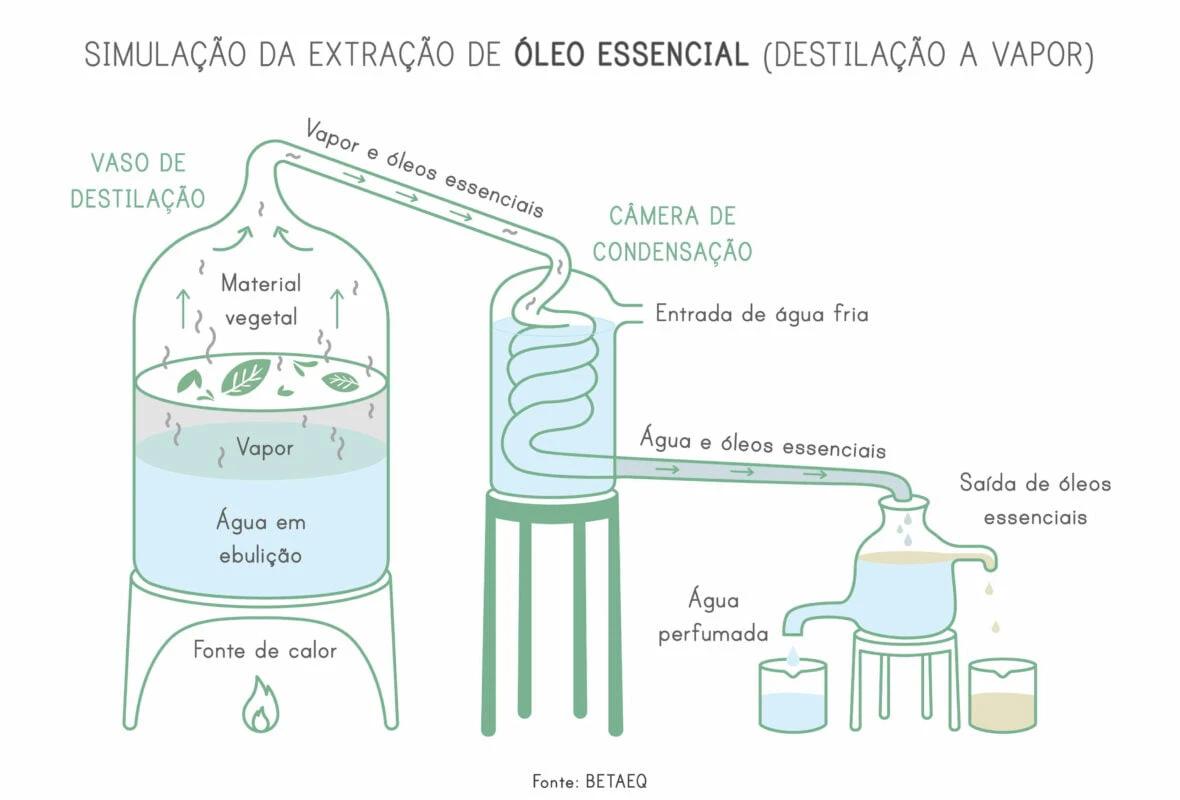 Esquema da destilação a vapor: o vaso de destilação aquece o material vegetal, o vapor carregado de aroma sobe até a câmera de condensação e se separa em óleo essencial e água perfumada (hidrolato)